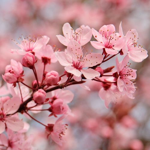 PRUNUS